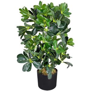 Decovego Kunstpflanze Schefflera Arboricola, im Topf, Höhe 60 cm