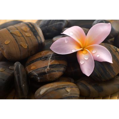 Fototapete PAPERMOON "Steine mit Blume", bunt, B:2m L:1,49m, Vlies, Tapeten