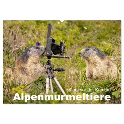 Alpenmurmeltiere - Stars vor der Kamera (Wandkalender 2027 DIN A2 quer), CALVENDO Monatskalender