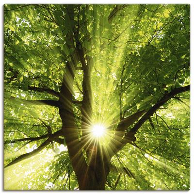 Wandbild ARTLAND "Sonne strahlt explosiv durch den Baum", grün (farbe bild(er): grün), B:30cm H:30cm, Bilder, als Leinwandbild, Poster in verschied. Größen