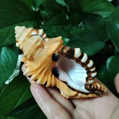 Inspire Select Natural Triton Sea Shell Decor Cymatium Lotorium Beach Theme Aquarium & DIY Photography Prop 3.15 3.94 In