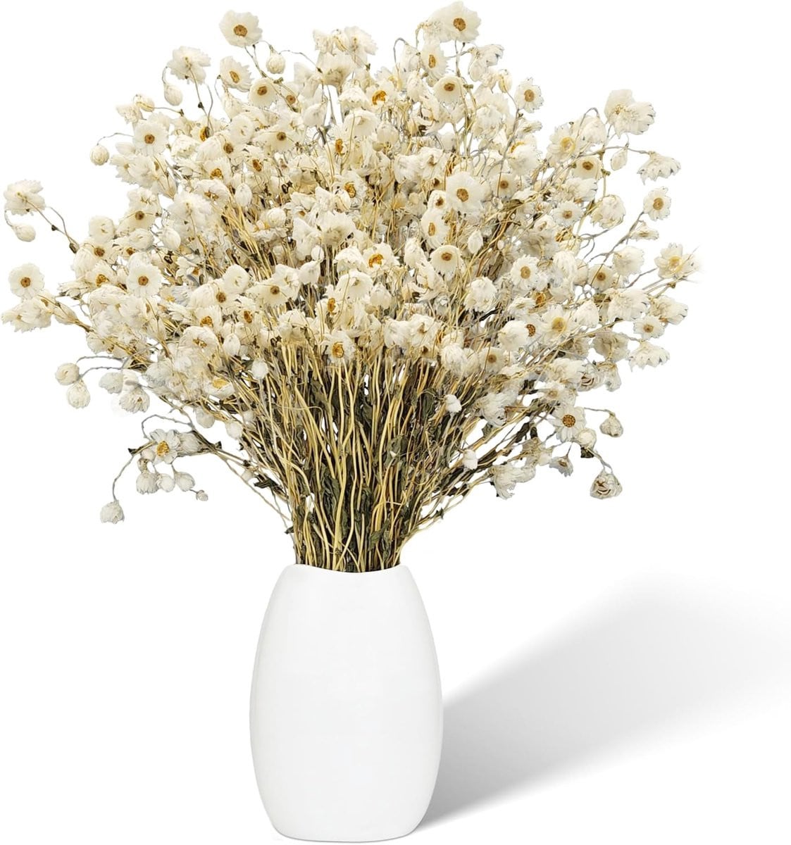 50 stuks gedroogde witte madeliefjes voor tafeldecoratie
