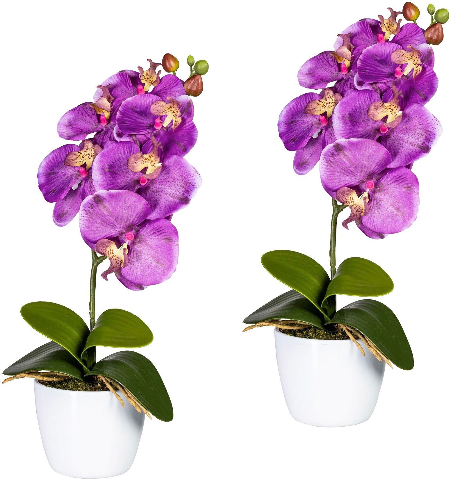 Creativ green "Orchidee Phalaenopsis" im Keramiktopf