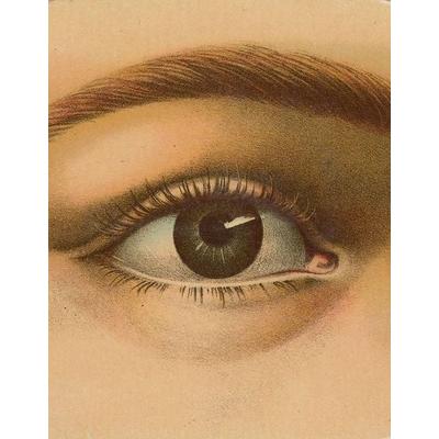John Derian Picture Book, Gebundene Ausgabe von John Derian, Workman, 978-1-57965-647-8