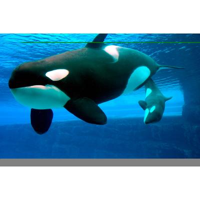 Fototapete PAPERMOON "Whales", bunt, B:3m L:2,23m, Vlies, Tapeten