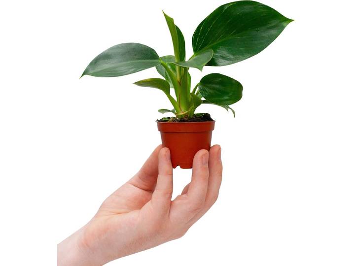 PLNTS - Baby Philodendron Birkin - Kamerplant - Kweekpot 6 cm - Hoogte 15 cm