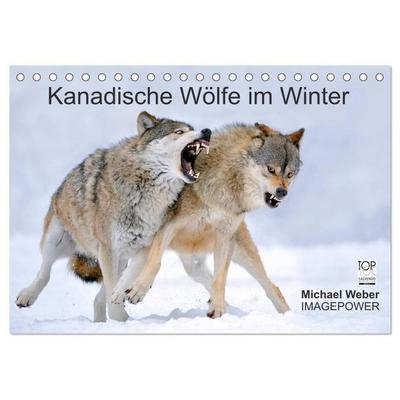 Kanadische Wölfe im Winter (Tischkalender 2027 DIN A5 quer), CALVENDO Monatskalender