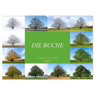 Die Buche: Jahresplaner 2027 (Wandkalender 2027 DIN A2 quer), CALVENDO Monatskalender
