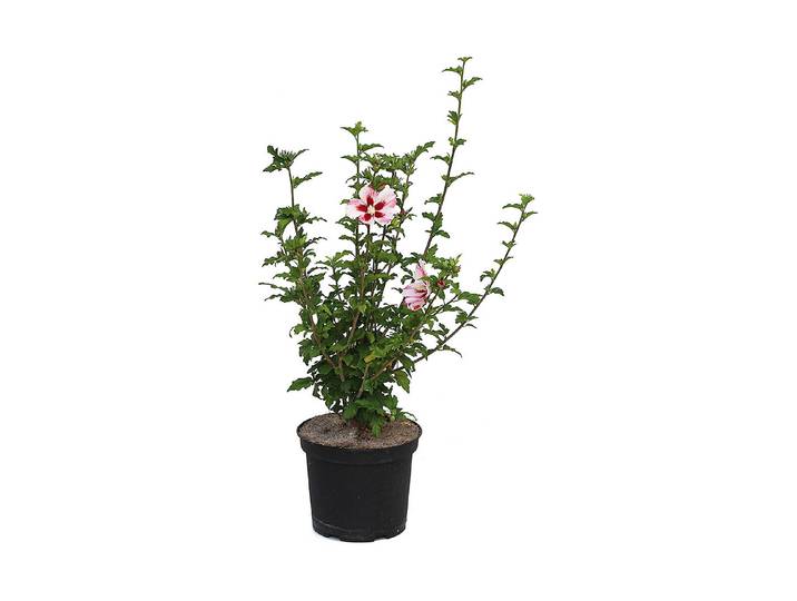 Eibisch - Hibiscus syriacus rosa 60-80cm inklusive Topf