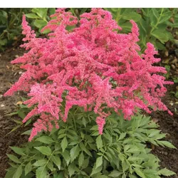 Arends-Astilbe – Astilbe arendsii 'Pink'