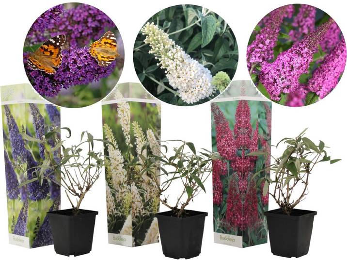 Plant in a Box - Mix van 3 Vlinderstruiken - Buddleja davidii 'Nanho Blue'\, 'Pink delight'\, 'White profusion' - Pot 9cm - Hoogte 25-40cm