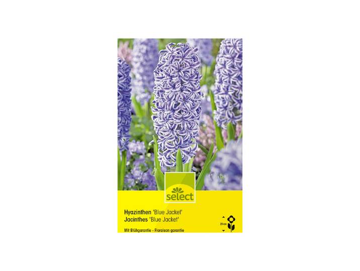 Select Blumenzwiebel Hyazinthen Blue Jacket ''