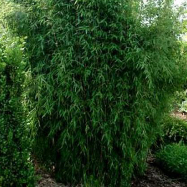 Arborix Bamboe Fargesia nitida Great Wall in pot, 60-80 cm