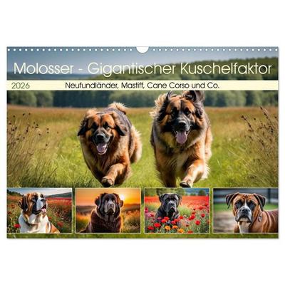 Molosser - Gigantischer Kuschelfaktor (Wandkalender 2026 DIN A3 quer), CALVENDO Monatskalender
