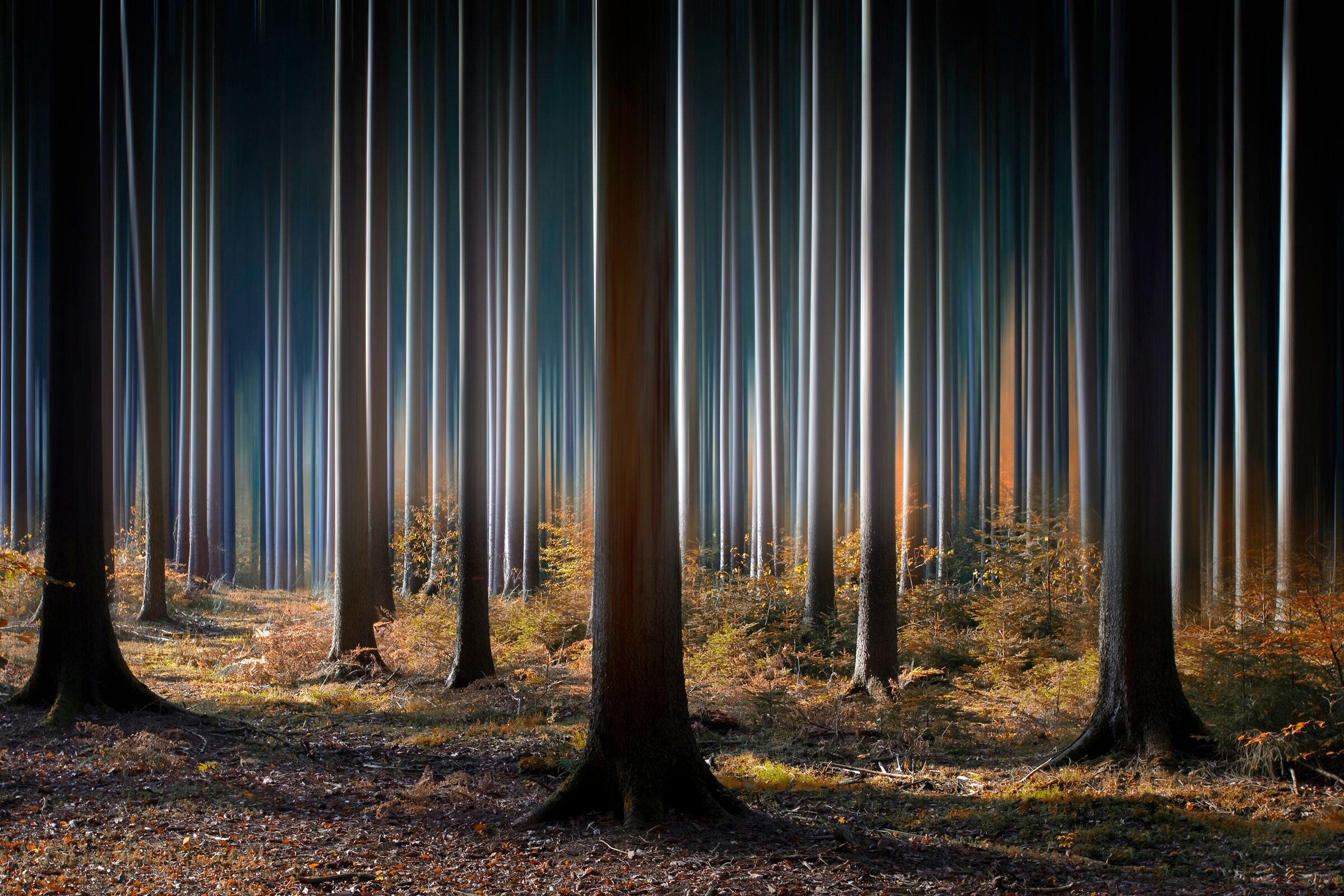 Fototapete PAPERMOON "Photo-Art CARSTEN MEYERDIERKS, MYSTISCHER WALD", bunt, B:4m L:2,6m, Vlies, Tapeten, Fototapete bunt B/L: 4m x 2,6m, Bahnen: 8 Stk.