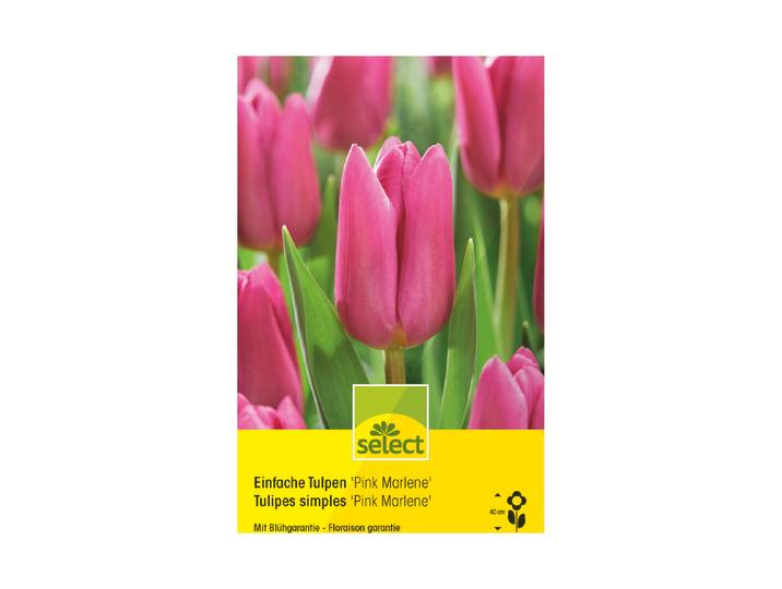 Select Blumenzwiebel Einfache Tulpen Pink Marlene ''