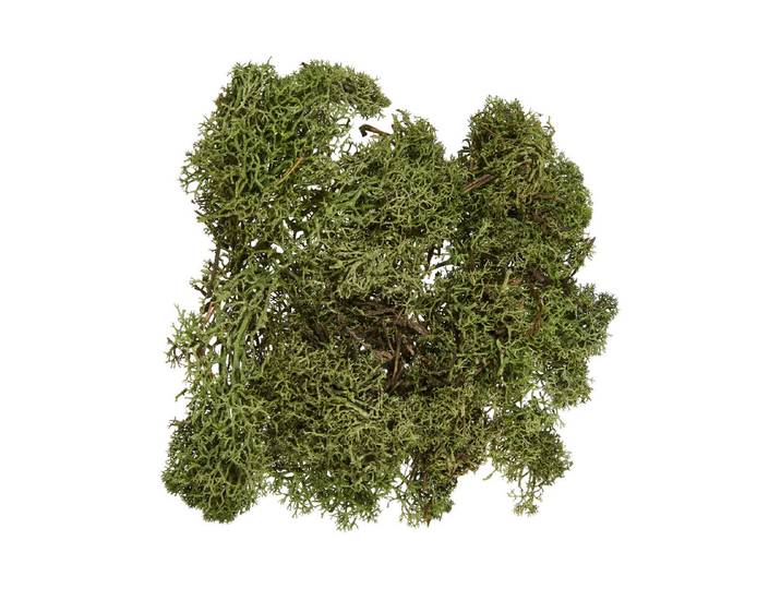 Glorex Islandmoos Dunkelgrün 50 g