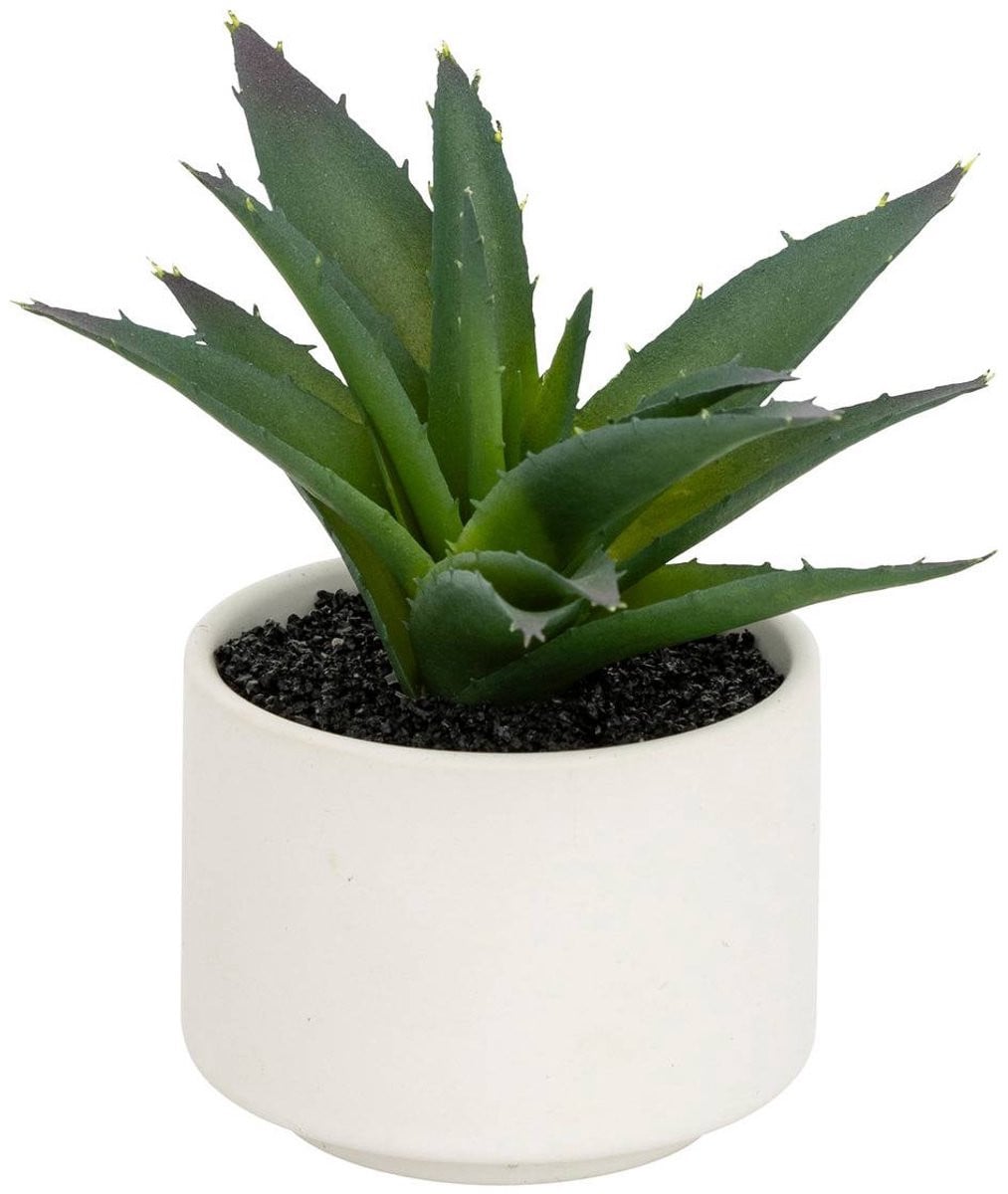 Anda Vetplant in pot met vetplant en succulent
