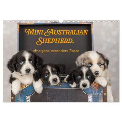 Mini Australian Shepherd, eine ganz besondere Rasse (Wandkalender 2027 DIN A3 quer), CALVENDO Monatskalender