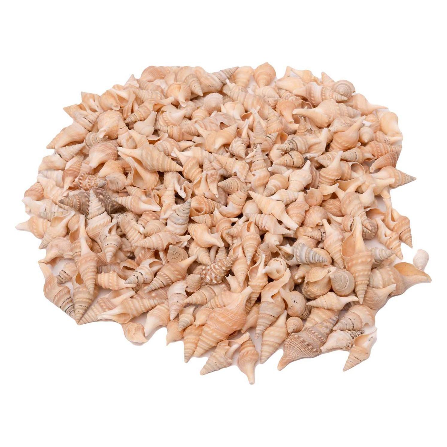 Colorations - Muscheln Turrid, 400g (55623566)