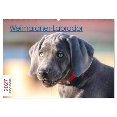 Weimaraner-Labrador (Wandkalender 2027 DIN A2 quer), CALVENDO Monatskalender