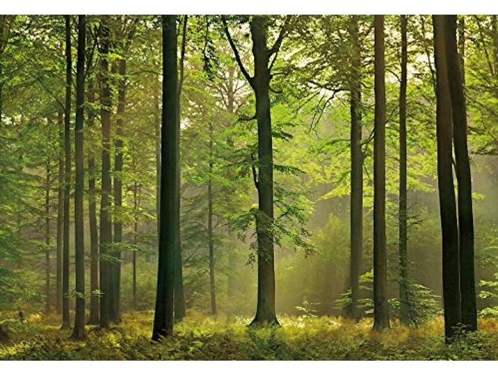 A.S. Création Papier peint Forêt en automne - Papier peint Forêt arbre nature en vert - 366 x 254 cm XXL Papier peint mural