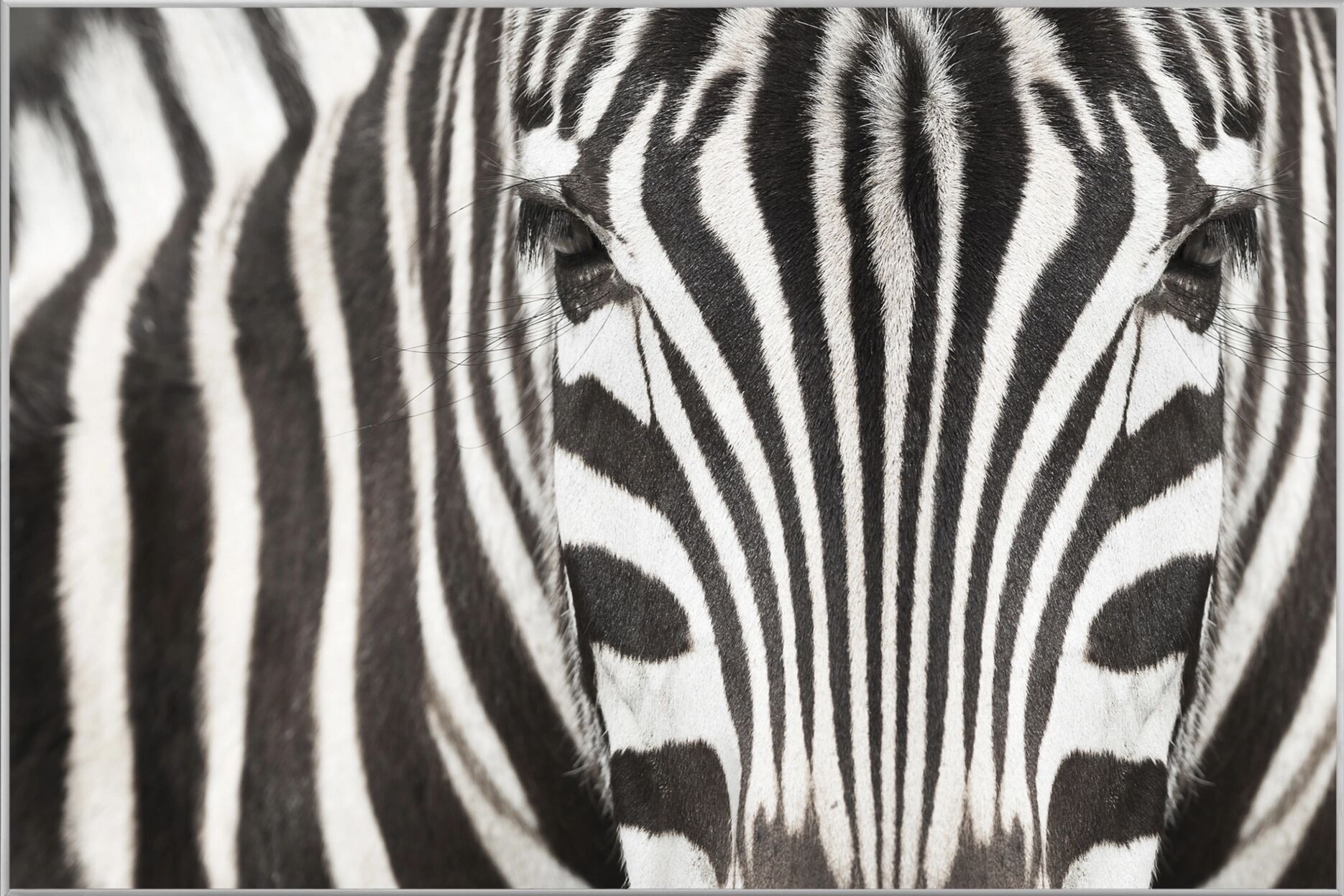 image LAND Zebra