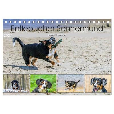 Entlebucher Sennenhund - treue Freunde (Tischkalender 2027 DIN A5 quer), CALVENDO Monatskalender