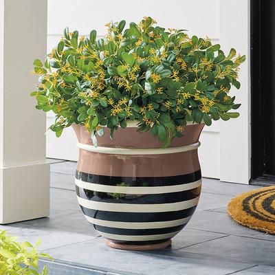 Carissa Pot Planter - Grandin Road