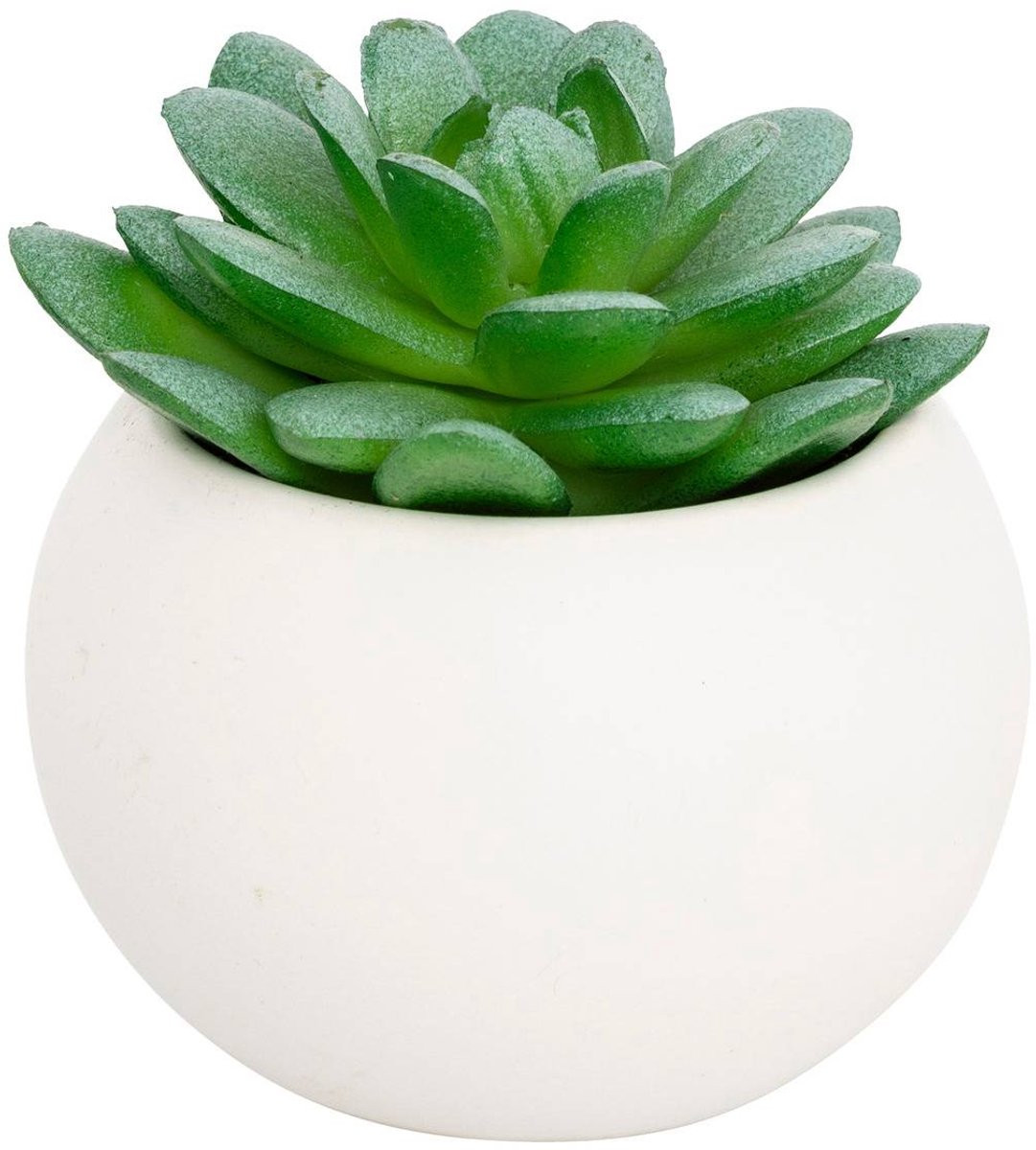 Anda Vetplant in pot met vetplant