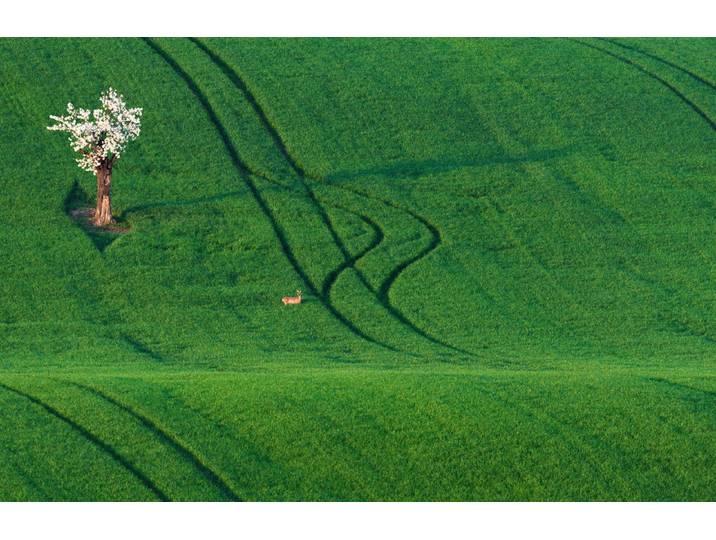 Fototapete PAPERMOON Feld mit Baum , bunt, B:2,5m L:1,86m, Vlies, Tapeten, Fototapete