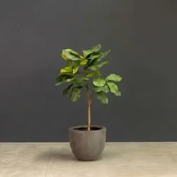 Kunstpflanze mit Topf Ficus Lyrata mit Roccastone Classic 120cm Anthrazit