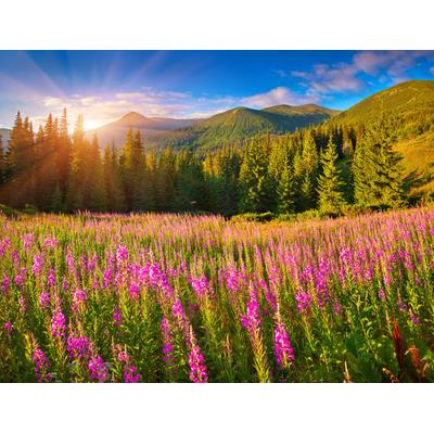 Fototapete PAPERMOON "Herbstlandschaft", bunt, B:4,5m L:2,8m, Vlies, Tapeten