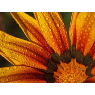 CALVENDO Puzzle Regentropfen auf Mittagsblume | 2000 Teile Lege-Größe 90 × 67 cm Foto-Puzzle für glückliche Stunden
