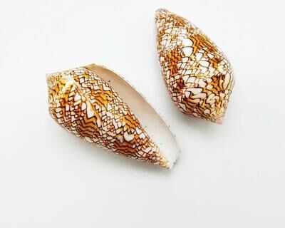 Uplift Essentials Eyed Cowrie Shell Set Talparia Argus Serpent's Head Sea Shells For Home Decor & Aquarium Landscaping textile Cone