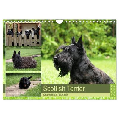 Scottish Terrier - Charmantes Rauhbein (Wandkalender 2027 DIN A4 quer), CALVENDO Monatskalender