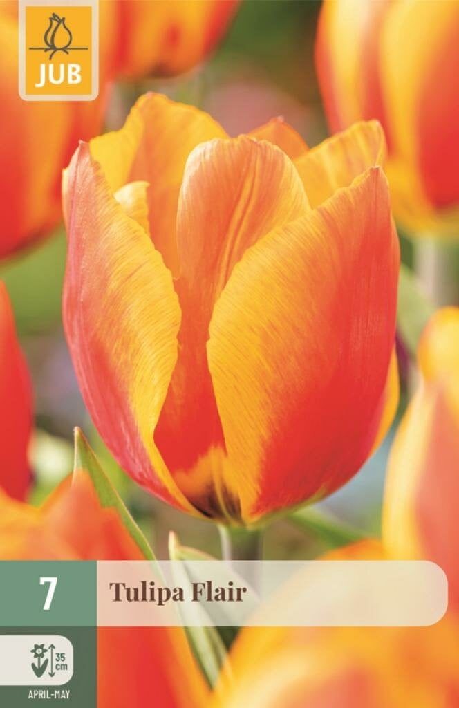 Jub Tulp Flair 7 bollen