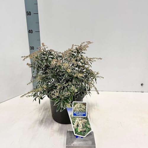 Rotsheide Pieris japonica Variegata in pot, 3 liter