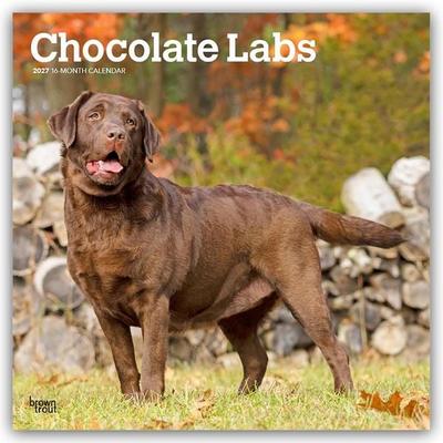 Chocolate Labrador Retriever – Brauner Labrador Retriever 2027 – 16-Monatskalender