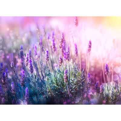 Fototapete PAPERMOON "Lavender Field", bunt, B:2,5m L:1,86m, Vlies, Tapeten