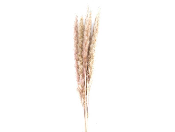 Pampasgras im 6er-Bund, Trockenblumen Deko in Vasen oder Gestecken, natur, 65 - 75 cm