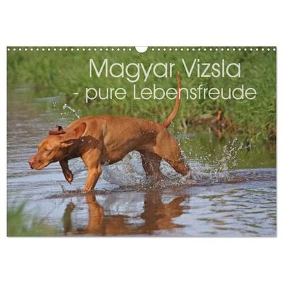 Magyar Vizsla - pure Lebensfreude (Wandkalender 2027 DIN A3 quer), CALVENDO Monatskalender