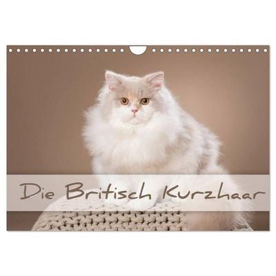 Die Britisch Kurzhaar (Wandkalender 2026 DIN A4 quer), CALVENDO Monatskalender