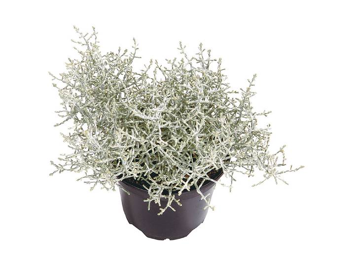 Silberkörbchen (Calocephalus brownii), Topfgrösse Ø12cm