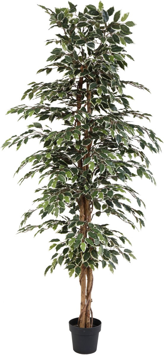 Florafy Kunstplant Ficus Benjamina Variegata, 205 cm