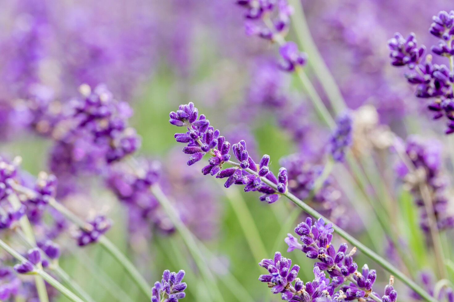 Pflanzen Lavendel Busch Lavandula H 25 cm 14 cm Topf