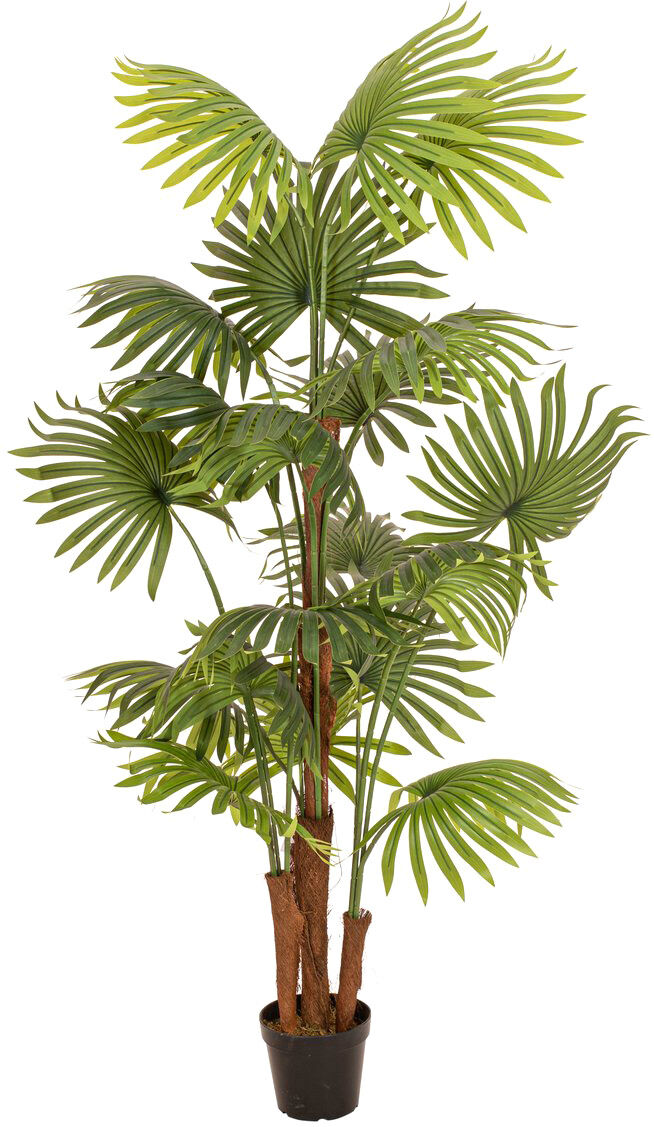 Europalms Fächerpalme, Kunstpflanze, 165cm