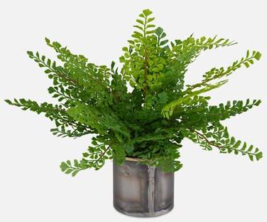 Uttermost Maidenhair Fern In Oxidized Container