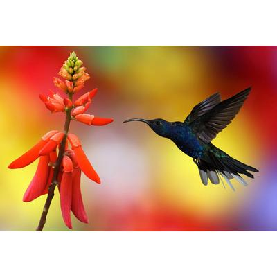 Fototapete PAPERMOON "Kolibri im Flug", bunt, B:4m L:2,6m, Vlies, Tapeten