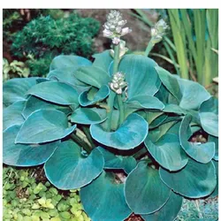 Funkie – Hosta ‚Blue Mouse Ears‘